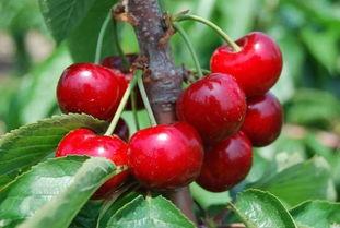 国产大樱桃好吃嘛视频,美味诱惑,口感升级,视频揭秘美味之谜-第2张图片-国产综合永久精品日韩 国产大樱桃好吃嘛视频,美味诱惑,口感升级,视频揭秘美味之谜-第2张图片-国产综合永久精品日韩