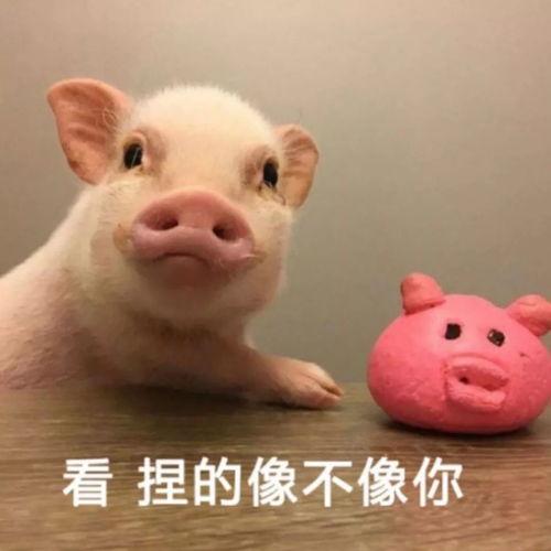 国产小臭猪的视频,萌态可掬的田园生活日常-第1张图片-国产综合永久精品日韩 国产小臭猪的视频,萌态可掬的田园生活日常-第1张图片-国产综合永久精品日韩