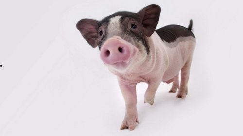 国产小臭猪的视频,萌态可掬的田园生活日常-第3张图片-国产综合永久精品日韩 国产小臭猪的视频,萌态可掬的田园生活日常-第3张图片-国产综合永久精品日韩