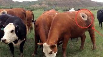 亚美欧洲国产片老牛视频,揭秘激情岁月的视听盛宴-第1张图片-国产综合永久精品日韩 亚美欧洲国产片老牛视频,揭秘激情岁月的视听盛宴-第1张图片-国产综合永久精品日韩