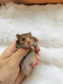 仓鼠国产主粮测评视频,品质与口感的双重体验-第1张图片-国产综合永久精品日韩