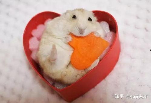 仓鼠国产主粮测评视频,品质与口感的双重体验-第2张图片-国产综合永久精品日韩