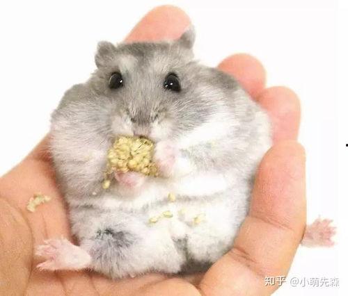 仓鼠国产主粮测评视频,品质与口感的双重体验-第3张图片-国产综合永久精品日韩