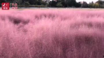 国产乱子仑片视频观看,揭秘传统中药的现代魅力-第3张图片-日韩成人精品中文字幕