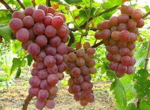 葡萄视频国产毛卡片-第3张图片-日韩成人精品中文字幕