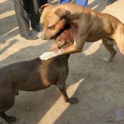 国产比特犬视频,勇猛与智慧的完美结合-第1张图片-日韩成人精品中文字幕