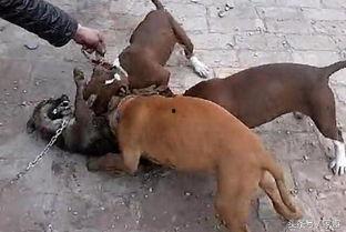 国产比特犬视频,勇猛与智慧的完美结合-第2张图片-日韩成人精品中文字幕