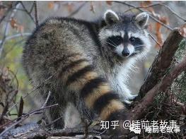 国产浣熊会产仔吗视频,揭秘浣熊产仔全过程-第1张图片-日韩成人精品中文字幕