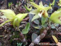 国产苔藓能种石斛吗视频,苔藓石斛栽培新篇章-第1张图片-日韩成人精品中文字幕