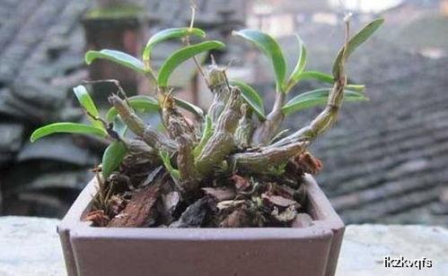 国产苔藓能种石斛吗视频,苔藓石斛栽培新篇章-第2张图片-日韩成人精品中文字幕