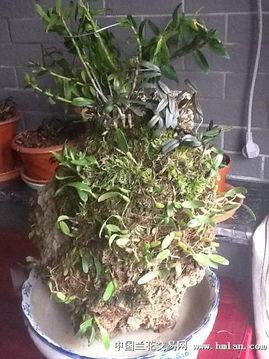 国产苔藓能种石斛吗视频,苔藓石斛栽培新篇章-第3张图片-日韩成人精品中文字幕